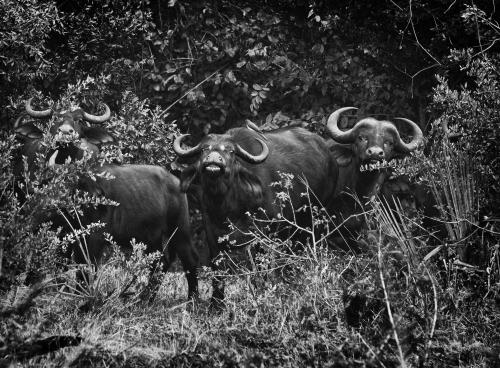 Water Buffalo