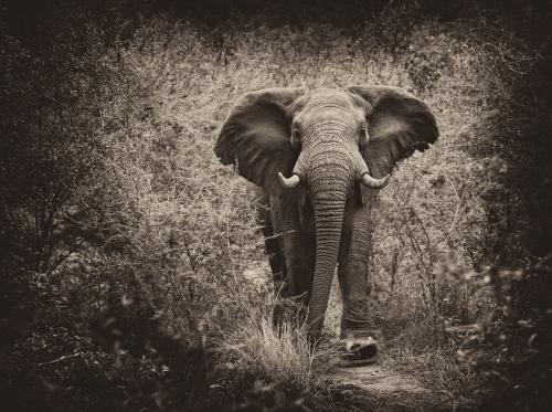 Bull Elephant Lumbering through the Jungle