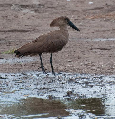 Hamerkop