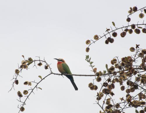 Little Bee-eater