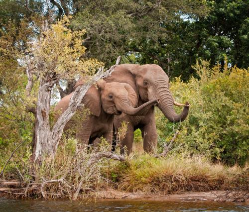 Mother and juvenile on the banks of the Zambezi