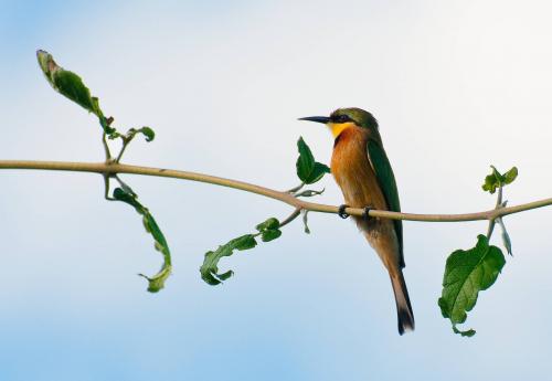 Little Bee-eater