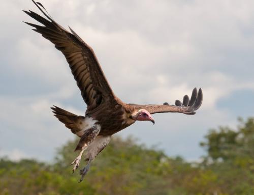 Hooded Vulture