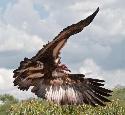 Hooded Vulture