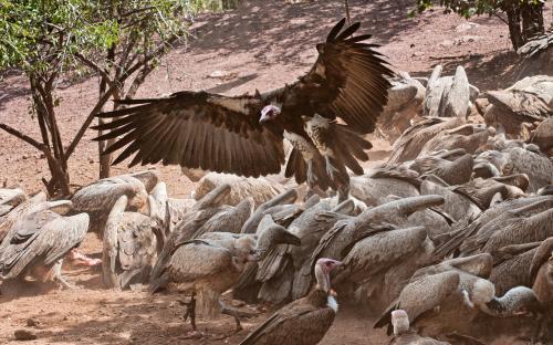 Hooded Vulture joins the food melee