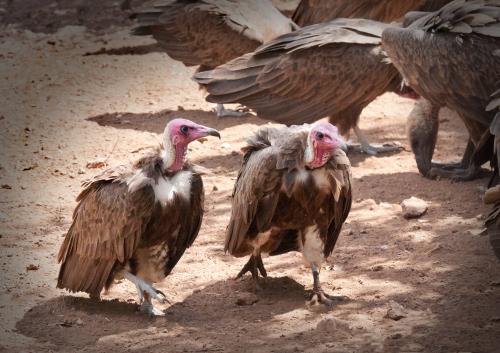 Stalking Hooded Vultures