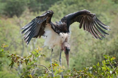 Marabou Stork