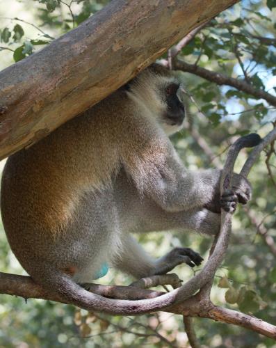 Dominant male Vervet Monkey