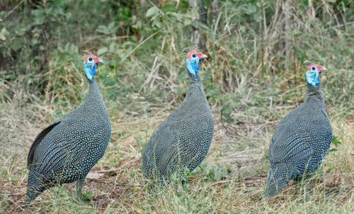 Helmeted Guineafowl