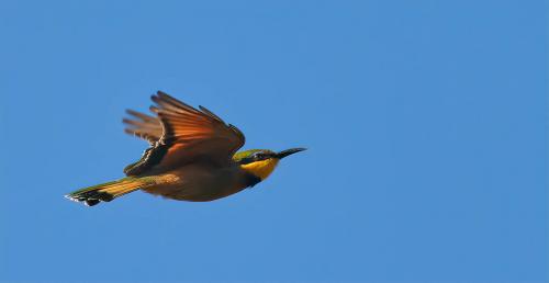 Bee-eater in flight