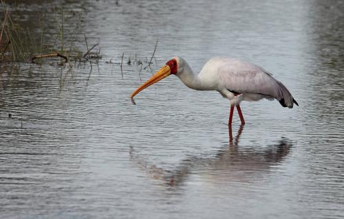 Fish with Yellow-billed Stork
