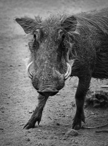 Warthog with dainty feet