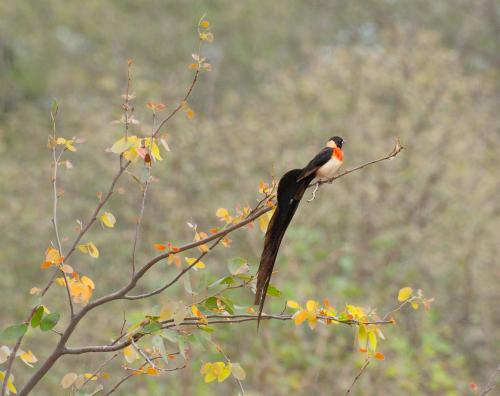Long-tailed Paradise-Whydah