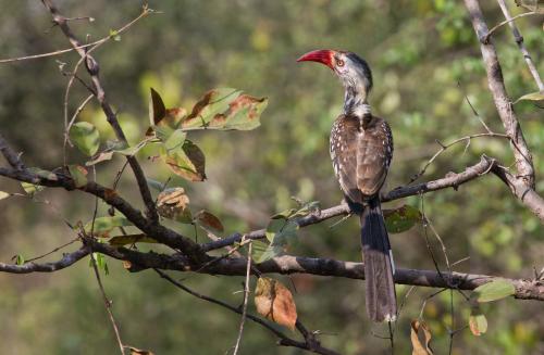Red-billed Hornbill