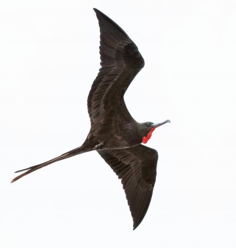 Frigatebird