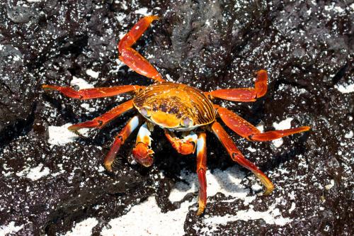 Sally Lightfoot Crab