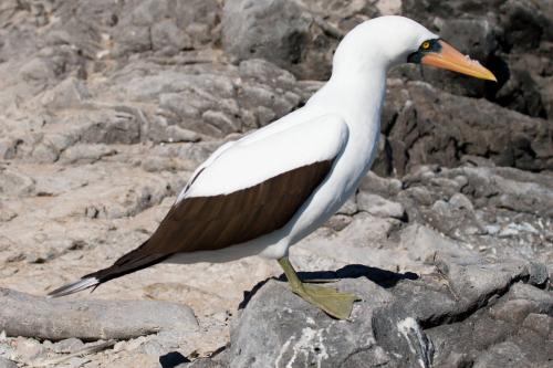 Masked Booby