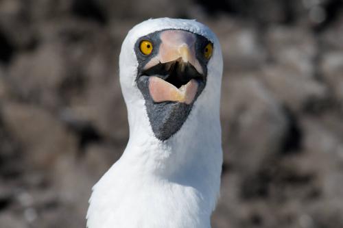 Masked Booby
