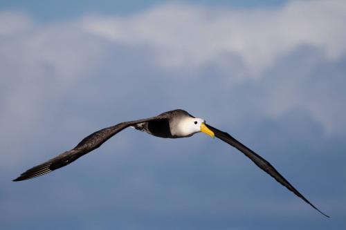 Waved Albatross