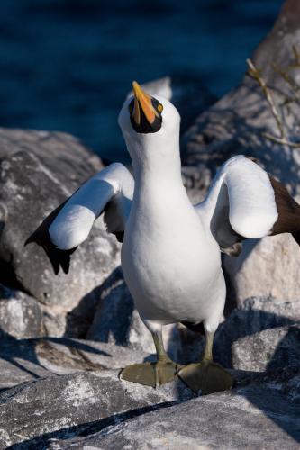 Masked Booby