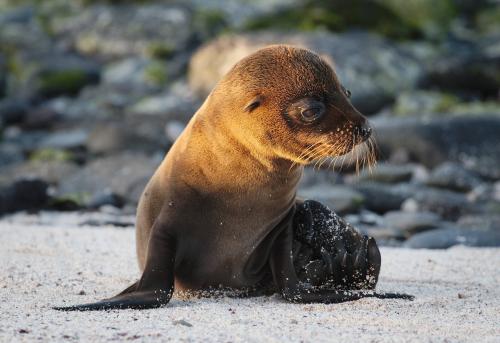 Juvenile Sea Lion