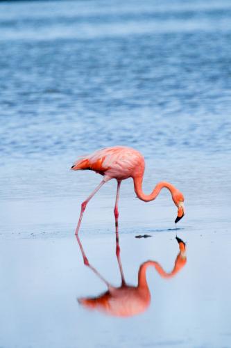 Galapagos Flamingo