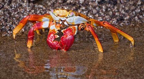 Sally Lightfoot Crab