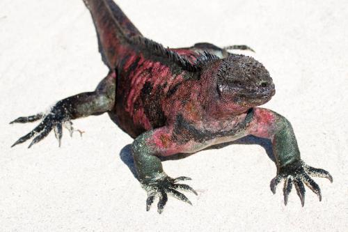 Iguana