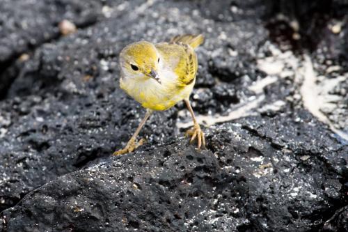 Vermillion Flycatcher