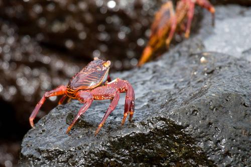 Sally Lightfoot Crab