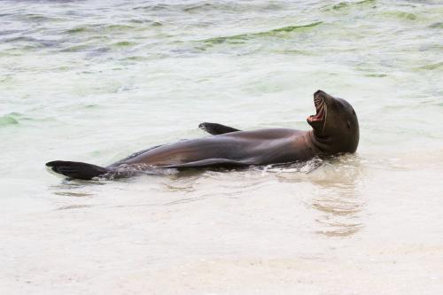 Sea Lion