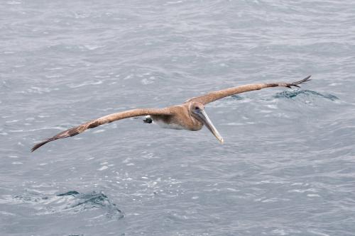 Brown Pelican in flight