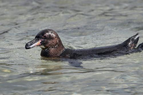 Galapagos Penguin