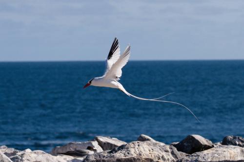 Tropic Bird