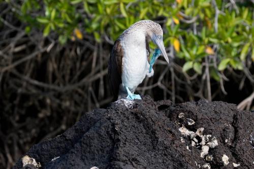 Blue Footed Booby