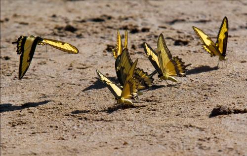 Yellow Butterflies, Iguazu Falls