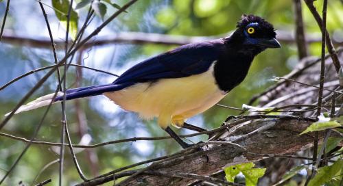 Plush-crested Jay