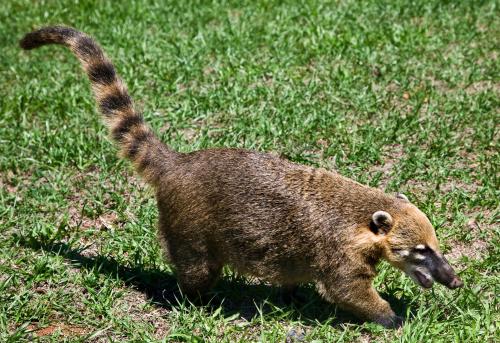Ring-tailed Coati