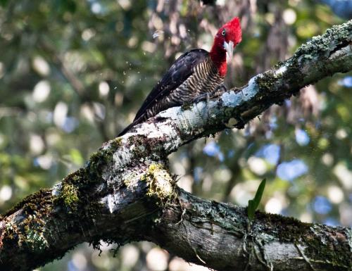 Red-headed Woodpecker