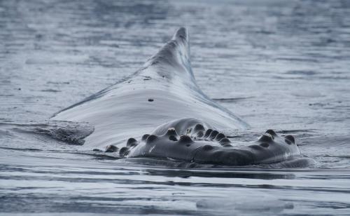 Humpback Closing In