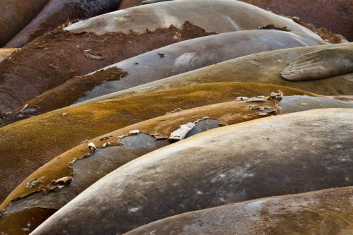 Togetherness, Elephant Seals