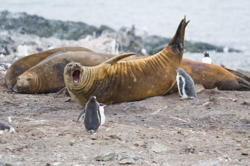Elephant Seal Startled
