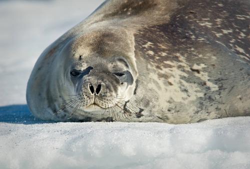 Weddell Seal