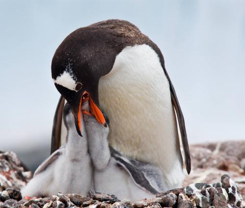Gentoo Feeding Twins