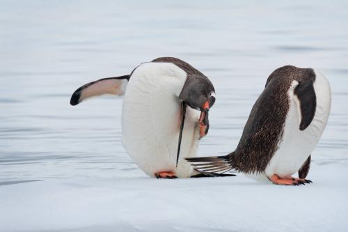 Gentoo's Preening