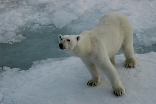 Polar Bear