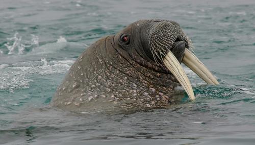 Walrus