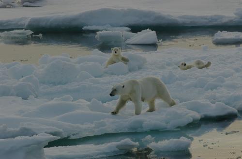 Polar Bear and cubs