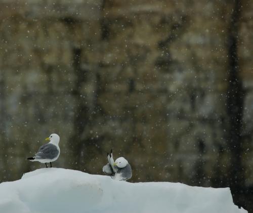 Seagulls on Ice