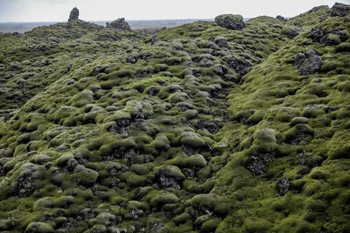 Mossy lava field